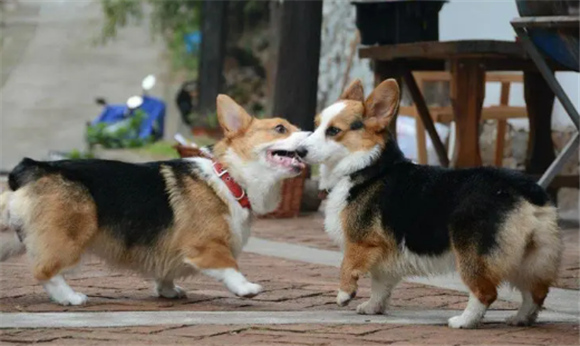 黄白黑柯基犬舍怎么样