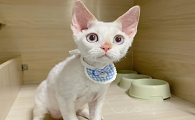 十大最霸气的猫