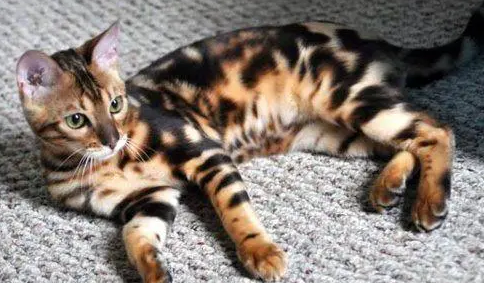 像虎纹的猫是什么猫