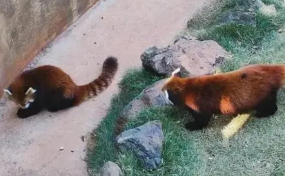 大理一公园养猫替小熊猫“顶岗”?园方:正主藏树上了 大理一公园养猫替小熊猫“顶岗”?园方:正主藏树上了