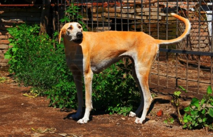 十大梗犬排行榜 十大梗犬排行榜