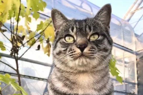 猫咪竟用这种方式表达爱,还半路“关机”,主人:承受不了的爱... 猫咪竟用这种方式表达爱,还半路“关机”,主人:承受不了的爱...