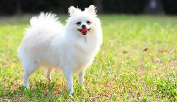 松鼠犬是什么狗 松鼠犬是什么狗