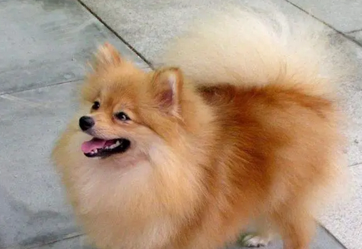 意大利狐狸犬掉毛吗
