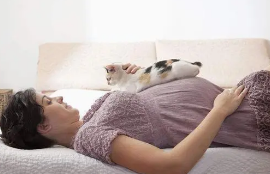 主人怀孕,猫咪竟然先知道!可别小看它们的能力哦 主人怀孕,猫咪竟然先知道!可别小看它们的能力哦