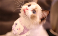猫是女性的象征
