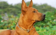 红狼犬几个月凶猛