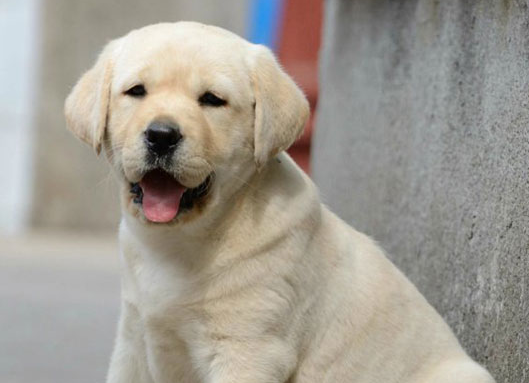 狗品种大全100种图片 狗品种大全100种图片