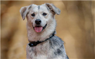 米克斯犬是大型犬吗还是小型