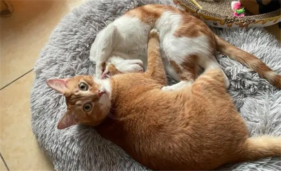 中国雀猫北方为什么少?-宠物网