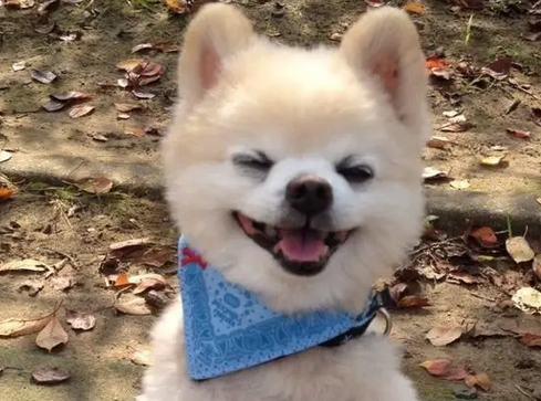 俊介犬是博美吗