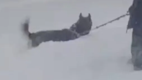 哈士奇发现主人倒在雪地后,立马飞奔过来救援,被感动到了 哈士奇发现主人倒在雪地后,立马飞奔过来救援,被感动到了