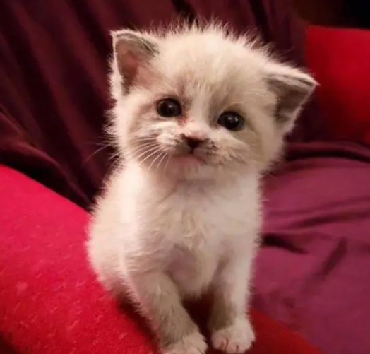 小猫天生就有明星的气质,一看到镜头就微笑 小猫天生就有明星的气质,一看到镜头就微笑