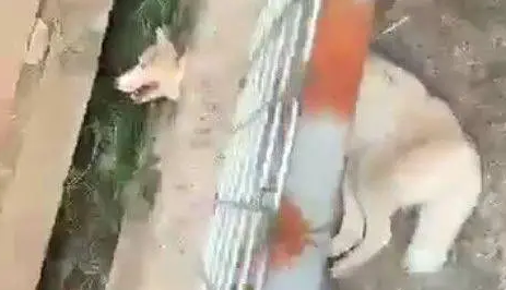刚搬家整理好,就听到狗狗的呼救声,出门一看是哈士奇,笑喷了 刚搬家整理好,就听到狗狗的呼救声,出门一看是哈士奇,笑喷了