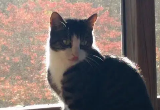 老伴去世,老人搬到养老院去住,独留猫咪守着原来的房子 老伴去世,老人搬到养老院去住,独留猫咪守着原来的房子