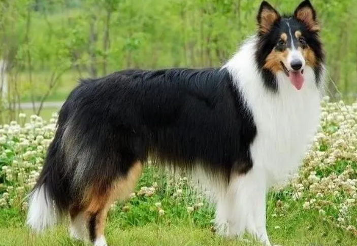 长毛犬品种大全图片 长毛犬品种大全图片