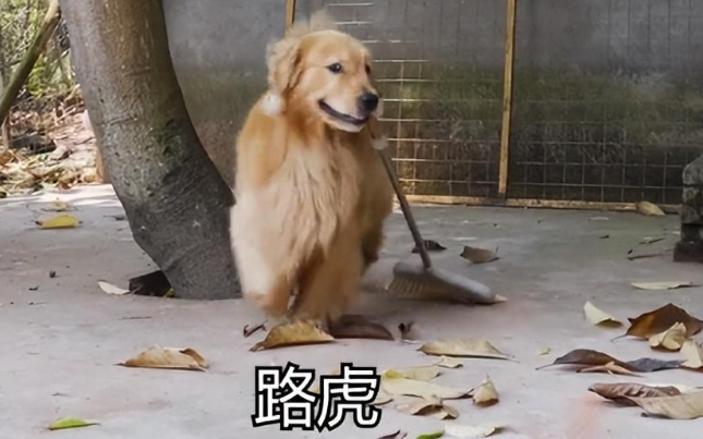 网上很火的那个狗叫什么