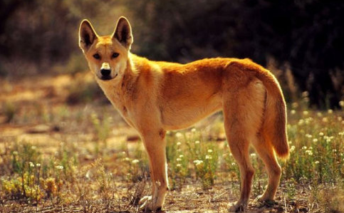 澳洲野狗是中华田园犬后代吗