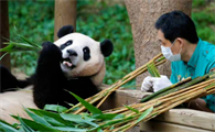 大熊猫为什么离不开竹子？