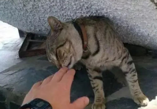 流浪猫在酒店蹭吃蹭喝5年,直到遇到一名住店的男子,从此有了家 流浪猫在酒店蹭吃蹭喝5年,直到遇到一名住店的男子,从此有了家