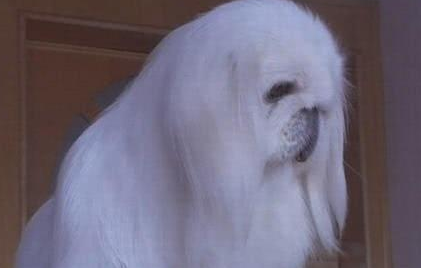 鹰犬之用爪牙图片