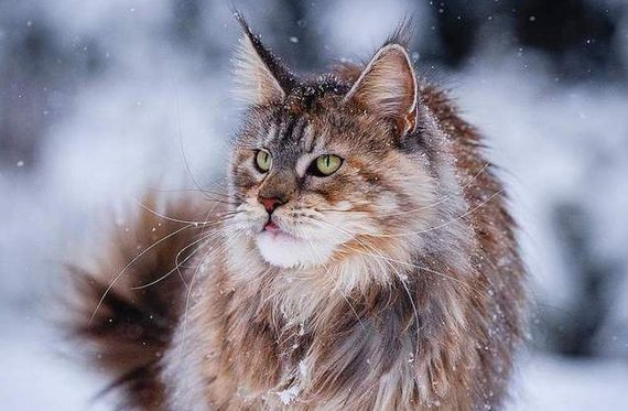 冷酷霸气的猫的图片 冷酷霸气的猫的图片