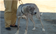蒙古细犬聪明吗