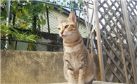 后院猫一定不能买吗