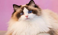 长得像公主的猫叫什么