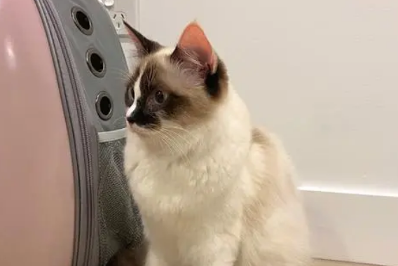 卡拉猫包包禁止代购带货