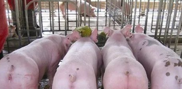 秋季注意猪流感多发 秋季注意猪流感多发