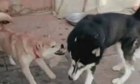 哈士奇被柴犬欺负，于是二哈找来大哥帮忙，结果柴犬尴尬了