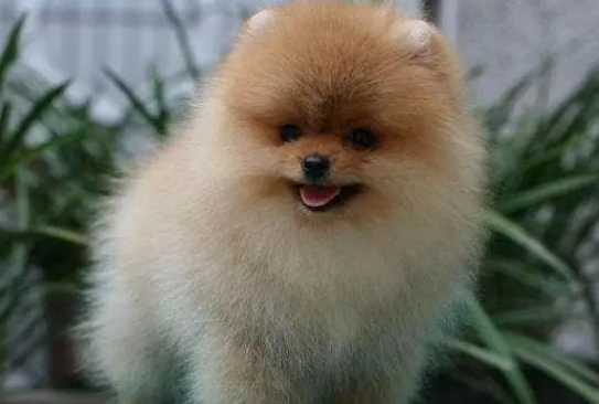 俊介犬的饲养注意事项 俊介犬的饲养注意事项