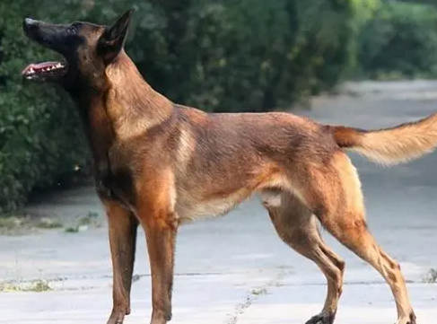 马犬配土狗的后代好不好呢? 马犬配土狗的后代好不好呢?