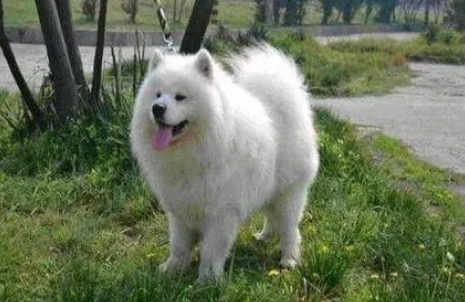 萨摩耶熊版狼版哪种好