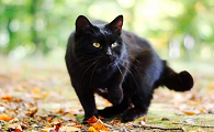 黑猫在猫界的地位高吗