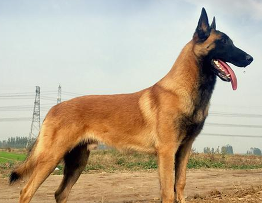 马犬能打过狼青吗