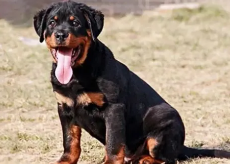 纯种防暴犬多少钱一只图片
