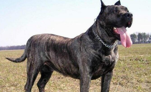 内蒙古本地狗世界第一猛犬