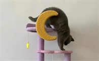 几把猫多少钱一只