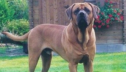 士佐幼犬多少钱一只 士佐幼犬多少钱一只