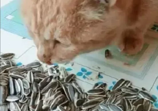 橘猫喜欢嗑瓜子，网友：真不愧是大橘，一点都不挑食