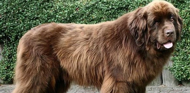 纽芬兰犬多少钱一条