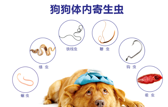 狗狗感染“寄生虫”,往往会有这些症状,你还傻傻不知道? 狗狗感染“寄生虫”,往往会有这些症状,你还傻傻不知道?