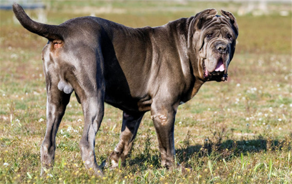 纽波利顿犬适合家养吗