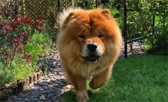 大型松狮犬是什么品种