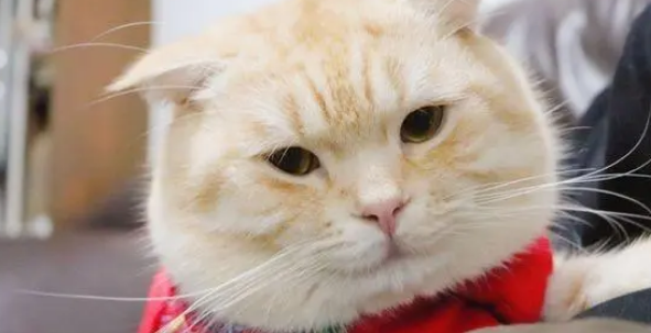 小猫总是以各种有趣的眼神盯着网友,喵:你好看…… 小猫总是以各种有趣的眼神盯着网友,喵:你好看……