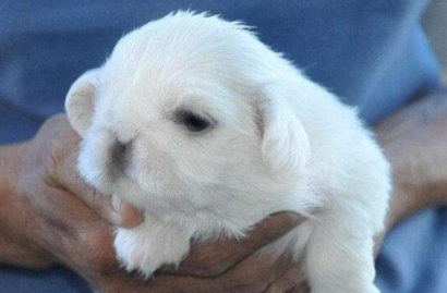 鹰叭犬大概多少钱一只