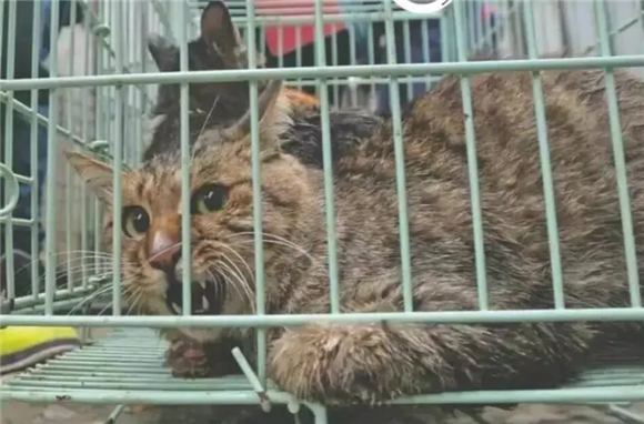 自己家生的小猫算后院猫吗