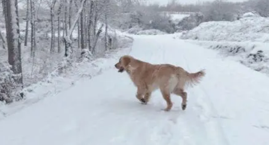 网友带金毛出去玩儿雪,金毛把网友给扑倒后它转身跑了! 网友带金毛出去玩儿雪,金毛把网友给扑倒后它转身跑了!
